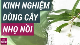 Những điều chưa biết về loại thảo dược dân gian: Cây nhọ nồi
