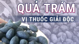 Quả trám: Thực phẩm chế biến món ăn ngon đồng thời là vị thuốc giải độc, chữa ho hiệu quả