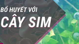 Quả sim: Vị thuốc đặc biệt dành cho người mắc bệnh thiếu máu 