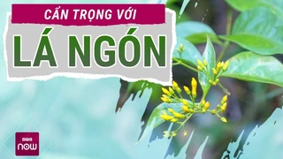 Cẩn trọng với loại cây độc nguy hiểm bậc nhất Việt Nam