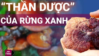 Nấm lim xanh: "Thần dược" rừng xanh, khắc tinh của tế bào ung thư