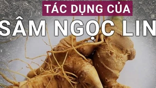 Sâm Ngọc Linh: "Viên ngọc quý hiếm" của rừng già Việt Nam
