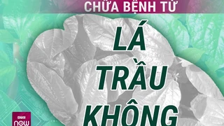 Lá trầu không: Loại thuốc kháng sinh quý giá mà tự nhiên ban tặng