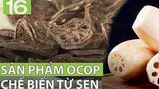 Sản phẩm OCOP chế biến từ sen tại Bắc Giang