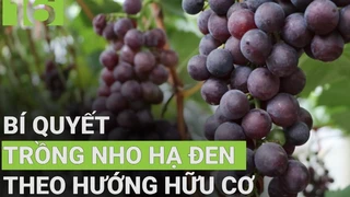 Bí quyết trồng nho hạ đen theo hướng hữu cơ