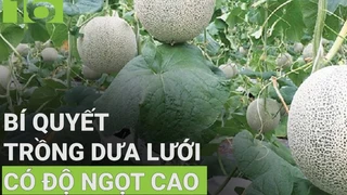 Mách cách trồng dưa lưới cho trái ngọt, mã đẹp 