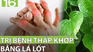 Lá lốt – Bài thuốc vàng cho bệnh thấp khớp - Phần 3
