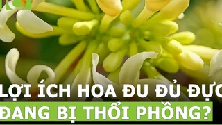 Công dụng của hoa đu đủ đực đang bị thổi phồng ? - Phần 1