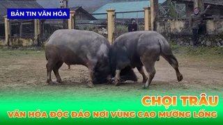 Chọi Trâu - Nét Văn Hóa Độc Đáo Nơi Vùng Cao Mường Lống