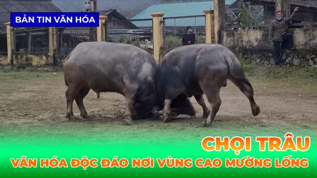 Chọi Trâu - Nét Văn Hóa Độc Đáo Nơi Vùng Cao Mường Lống