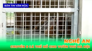 Nghệ An Chuyển 8 Cá Thể Hổ Đông Dương Cho Vườn Thú Hà Nội