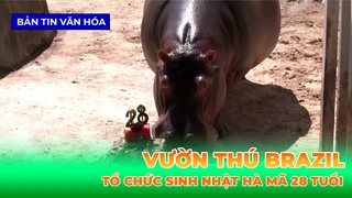 Vườn Thú Brazil Tổ Chức Sinh Nhật Hà Mã 28 Tuổi