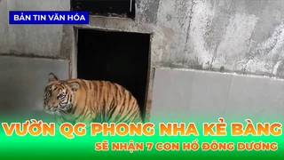 Vườn Quốc Gia Phong Nha - Kẻ Bàng Sẽ Nhận 7 Con Hổ Đông Dương
