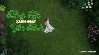 Đồng Lúa Xanh Ngát Yên Bình