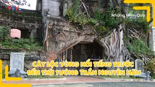 Cây lộc vừng nổi tiếng trước đền thờ tướng Trần Nguyên Hãn