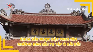 Chùa Sếu được đặt theo tên những đàn sếu tụ tập ở bãi bồi
