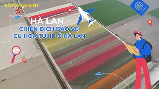 Chiến dịch bảo vệ củ hoa tulip ở Hà Lan