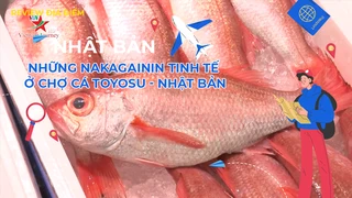 Những Nakagainin tinh tế ở chợ cá Toyosu - Nhật Bản