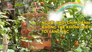 Người chơi chim cảnh không thể không biết tới làng Vác