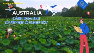 Cảnh hoa sen tuyệt đẹp ở Giang Tây