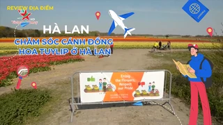 Chăm sóc cánh đồng hoa tuylip ở Hà Lan