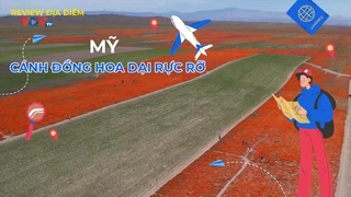 Cánh đồng hoa dại rực rỡ