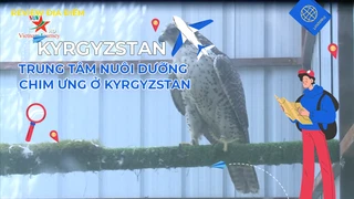 Trung tâm nuôi dưỡng chim ưng ở Kyrgyzstan