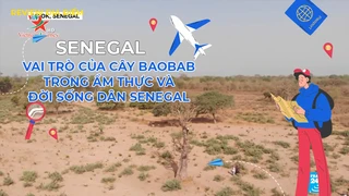 Vai trò của cây Baobab trong ẩm thực và đời sống dân Senegal
