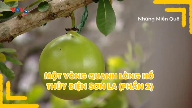 Một vòng quanh lòng hồ thủy điện Sơn La (phần 2)