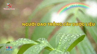 Người Dao trồng cây dược liệu