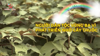 Người dân tộc vùng Ba Vì phát triển nhờ cây thuốc