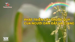 Phát triển cây thuốc quý của người dân đất Hà Giang