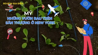 Những vườn rau trên sân thượng ở New York