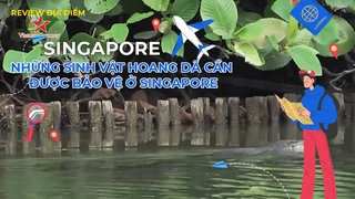 Những sinh vật hoang dã cần được bảo vệ ở Singapore