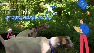 Sử dụng dê dọn cây dại