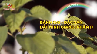 Bánh gai - Đặc sản đất Ninh Giang (phần 1)