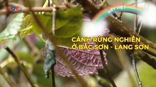 Cánh rừng Nghiến ở Bắc Sơn - Lạng Sơn