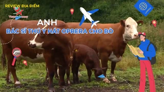 Bác sĩ thú y hát oprera cho bò