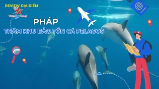 Thăm khu bảo tồn cá Pelagos