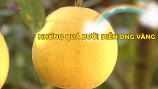Những quả bưởi Diễn óng vàng