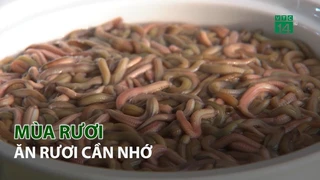 Mùa rươi - Ăn rươi cần nhớ 3
