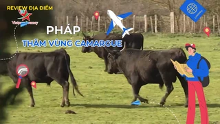 Thăm vùng Camargue