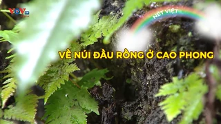 Về núi đầu rồng ở Cao Phong