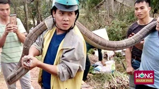 Cả làng đổ xô đi xem bắt Rắn Hổ Mang Chúa Khổng Lồ tại Việt Nam