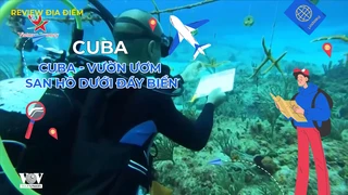 Cuba - Vườn ươm san hô dưới đáy biển