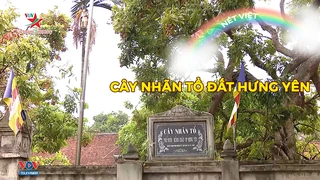 Cây nhãn tổ đất Hưng Yên