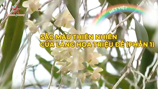 Sắc màu thiên nhiên của làng hoa Triệu Đề (phần 1)