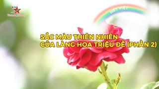Sắc màu thiên nhiên của làng hoa Triệu Đề (phần 2)