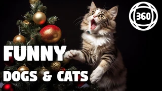 360 VR: Động Vật Năm Mới 🐾 Chó và Mèo HÀI HƯỚC 🐶🐱 so với Cây Giáng Sinh 🎄