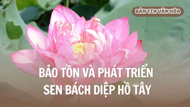Bảo tồn và phát triển Sen Bách Diệp hồ Tây